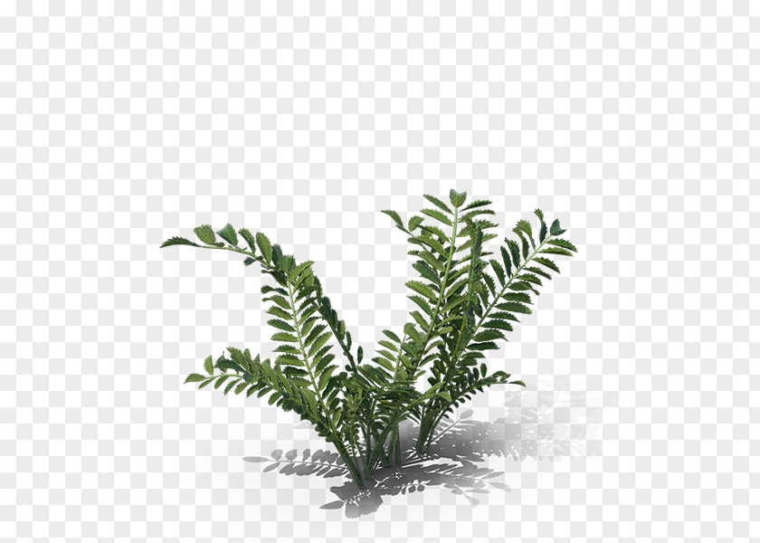Herbaceous Plant Twig Family Tree Background PNG