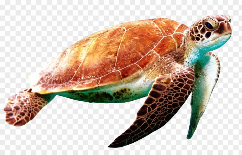 Sea Turtle Green World Day PNG