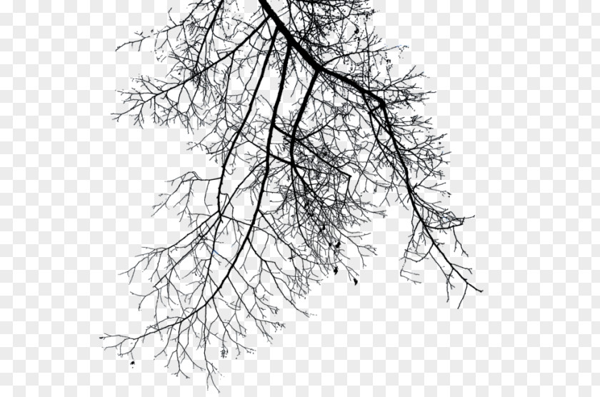 Tree Branch Clip Art PNG