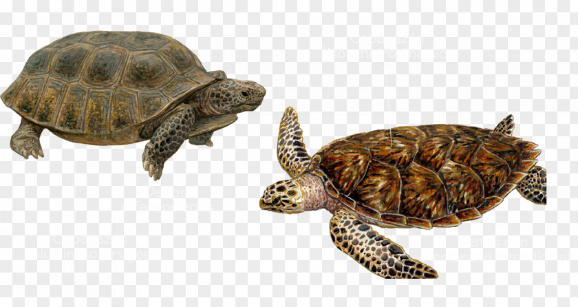 Turtle Box Turtles Common Snapping Tortoise Loggerhead Sea PNG