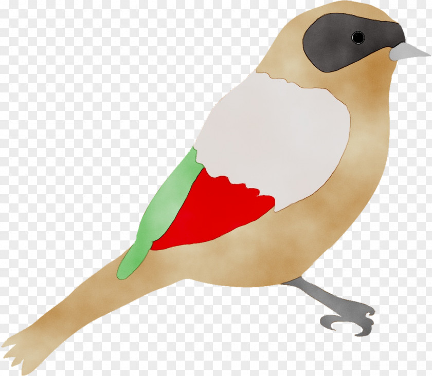 Beak Bird Finches Feather Fauna PNG