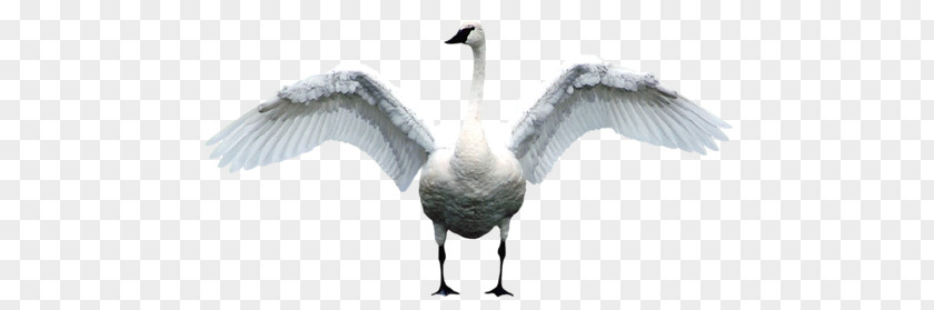 Bird Mute Swan Goose Duck PNG