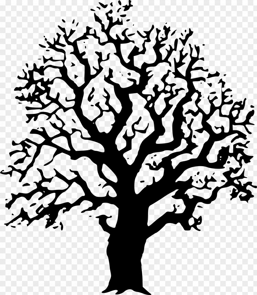 Oak Tree Clip Art PNG