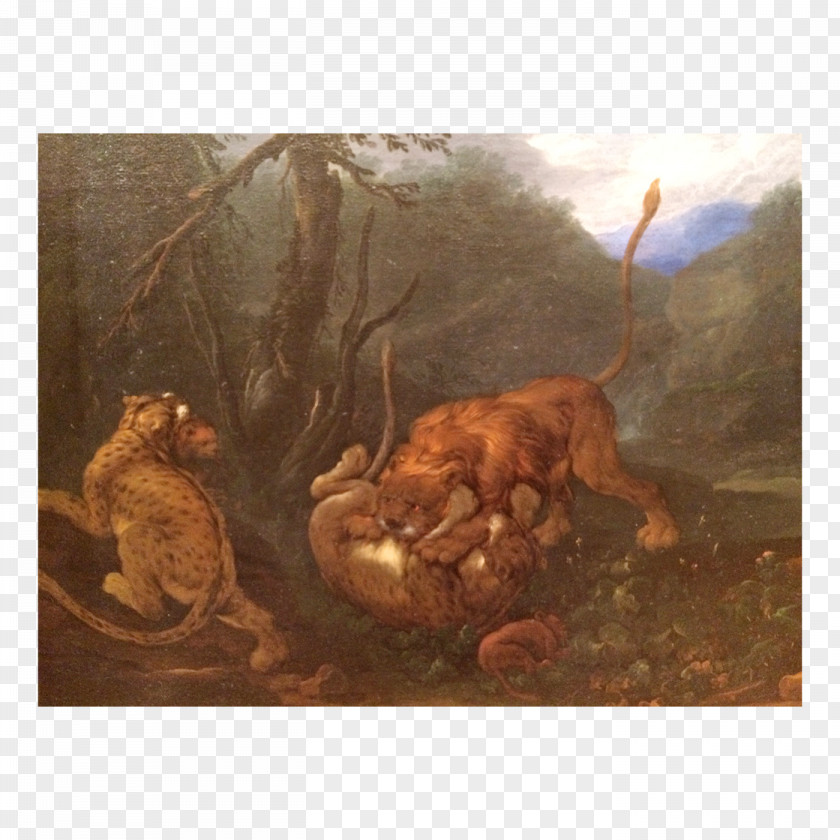 Painted Animals Carnivora Still Life Stock Photography Fauna Wildlife PNG