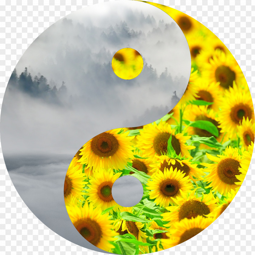 Flower Common Sunflower Photography PNG