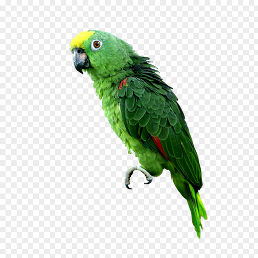 Parrot Budgerigar Computer File PNG