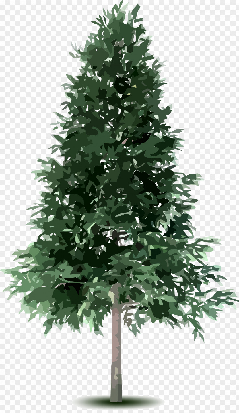 Spruce Tree Fir Conifers PNG