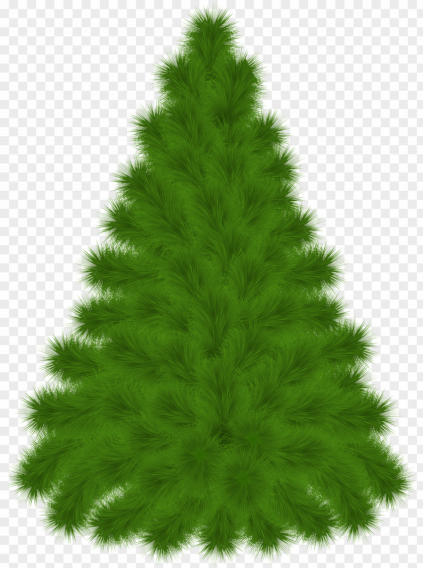 Tree Clip Art PNG