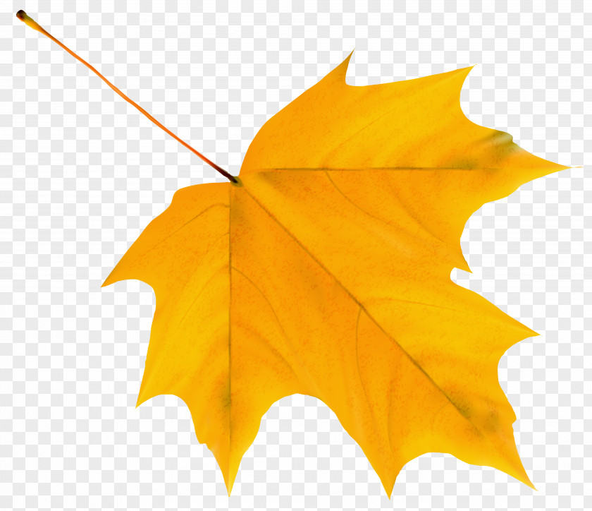 Yellow Autumn Leaf Clipart Image Color Clip Art PNG