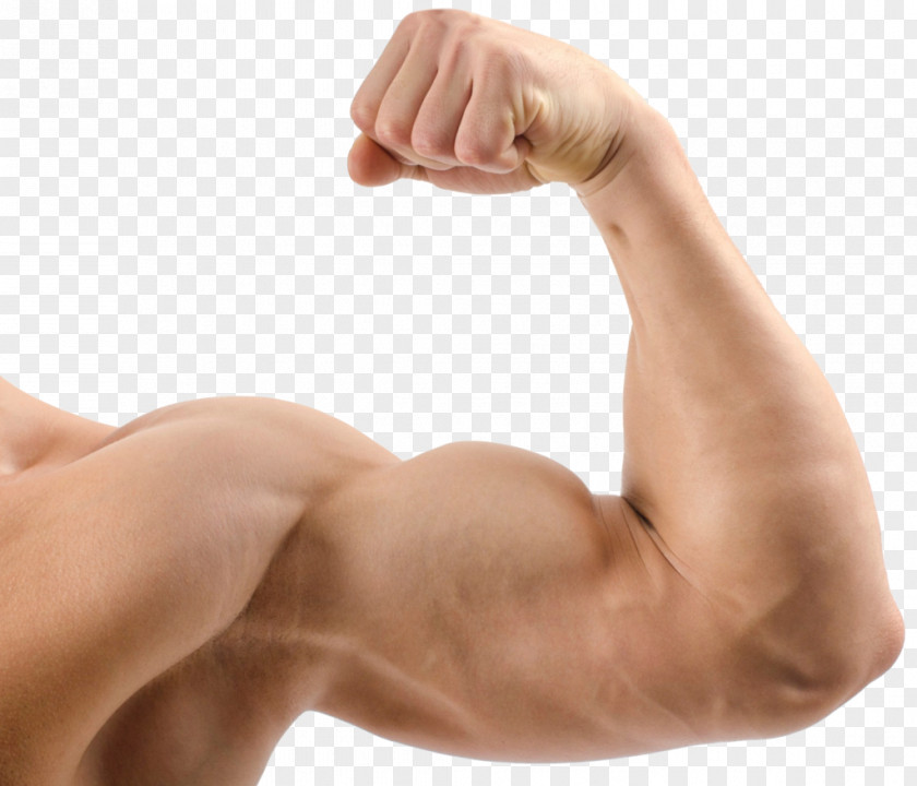 Biceps Icon Muscle Lean Body Mass Protein Human Exercise PNG