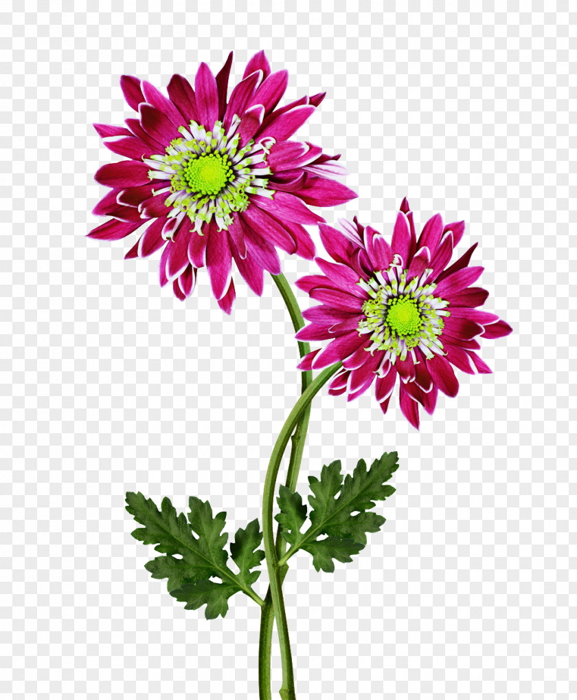 Big Gerbera Jamesonii Flower Chrysanthemum Dahlia PNG