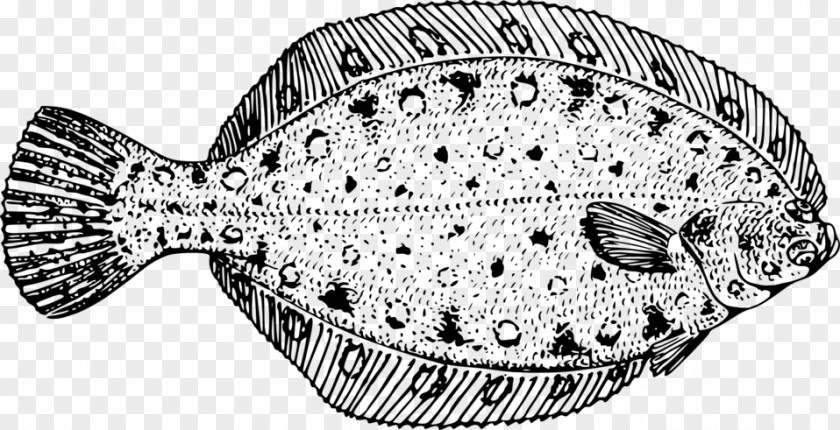 Flounder Flatfish Clip Art PNG