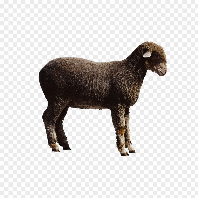 Goat Sheep Cattle PNG