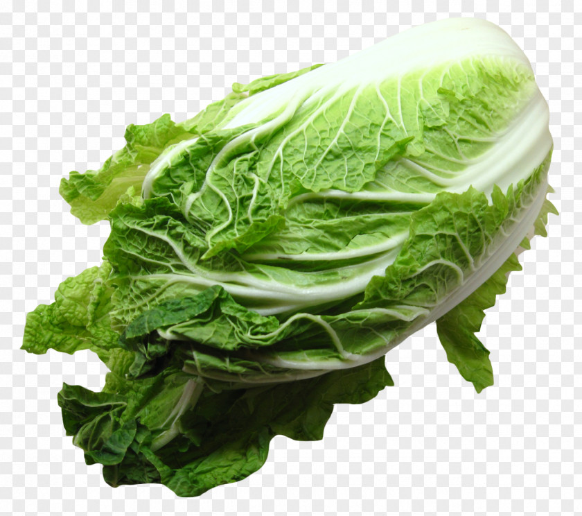Napa Cabbage Romaine Lettuce Vegetarian Cuisine Collard Greens PNG