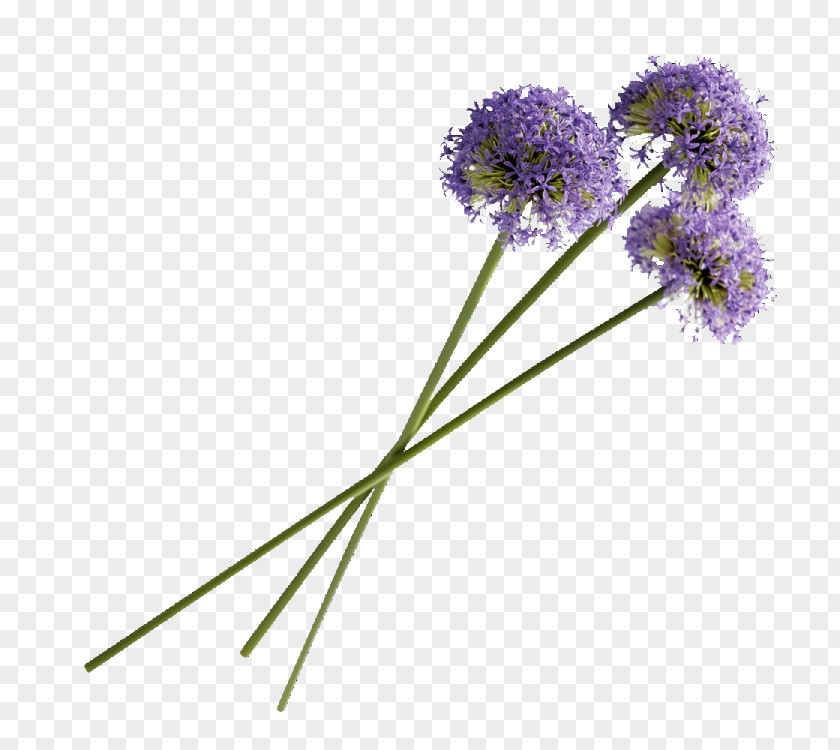 Purple Flower 卡耐基成功学全书 Lavender PNG