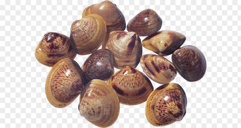 Seashell Download PNG