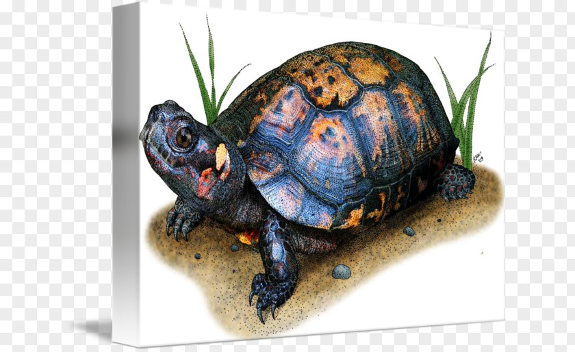 Turtle Box Turtles Bog Drawing PNG