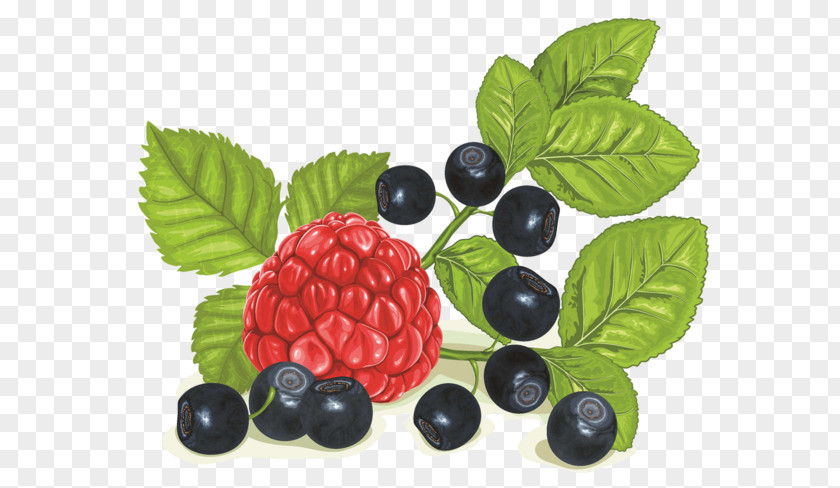 Blueberry Raspberry Color Of Lead Material Bilberry Clip Art PNG