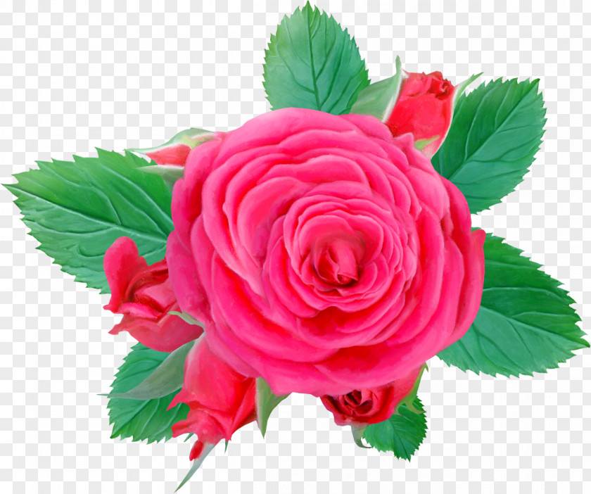 Flower Label Floral Patterns Centifolia Roses Pink Clip Art PNG