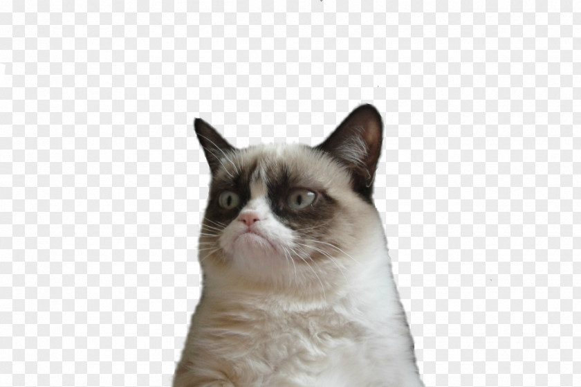 Cat Grumpy Kitten Clip Art PNG