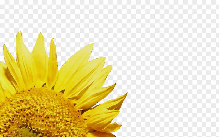 Daisy Family Sunflower Seed PNG