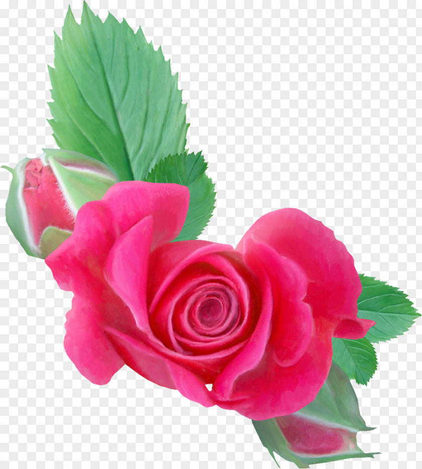 Flower Garden Roses Cut Flowers PNG