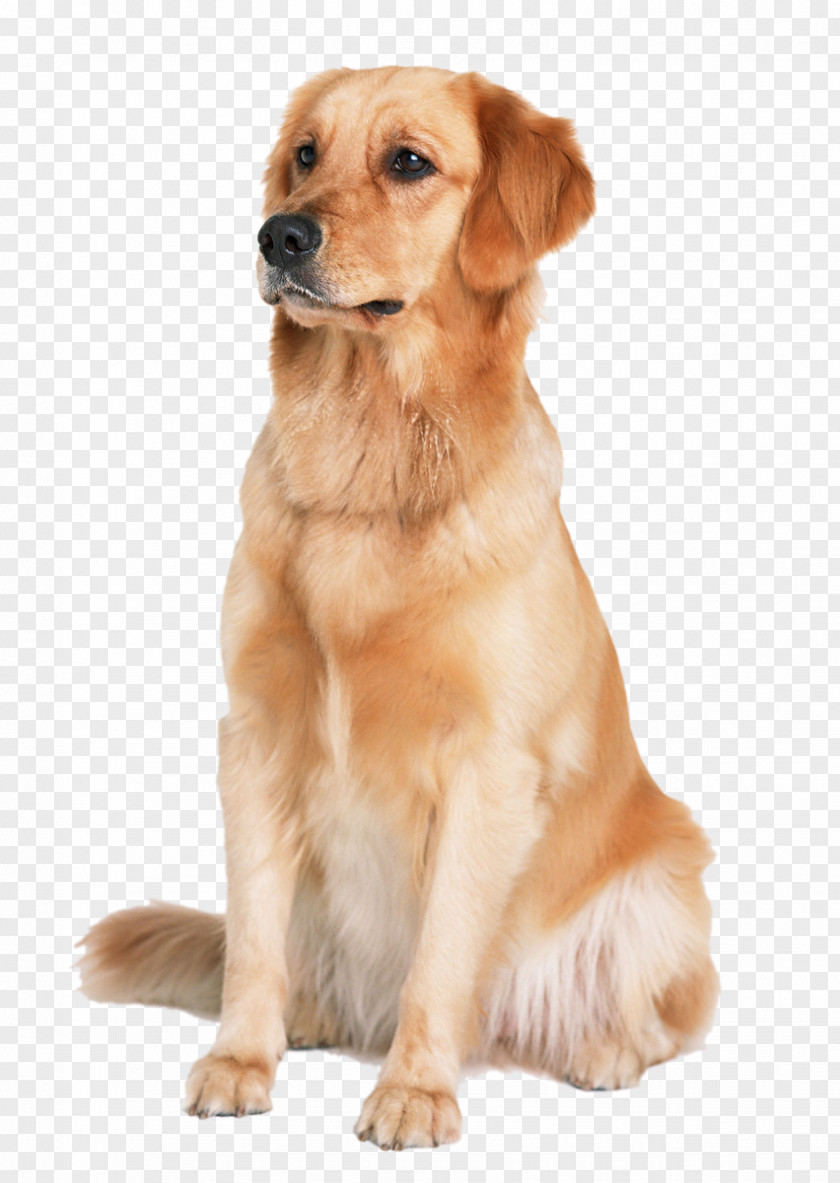 Golden Retriever Dog Labrador Labradoodle Puppy Cat PNG