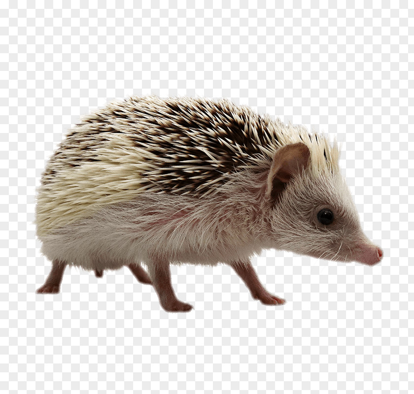 Hedgehog Domesticated Porcupine Domestication Fauna PNG