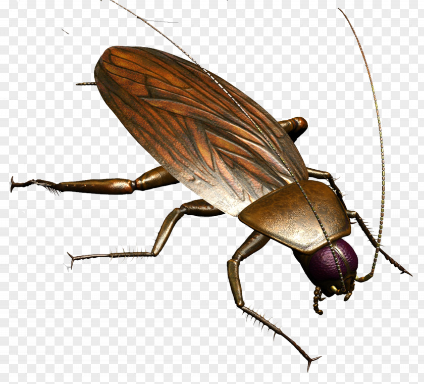Roach Brown Cockroach Insect Termite Pest Control PNG