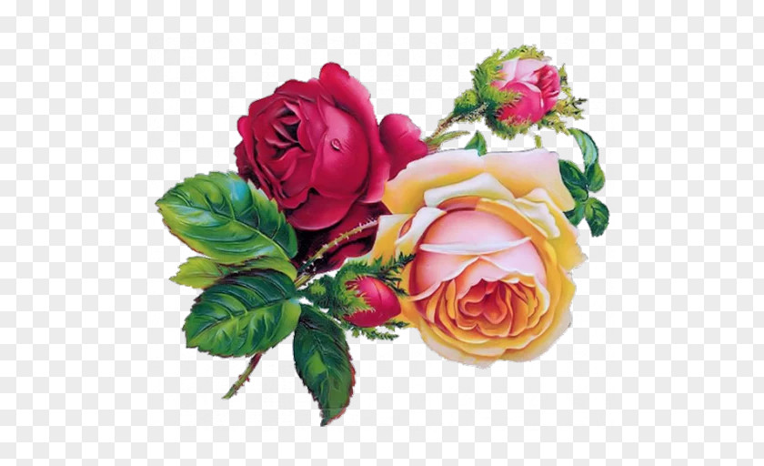 Rose Floral Design Flower Drawings PNG