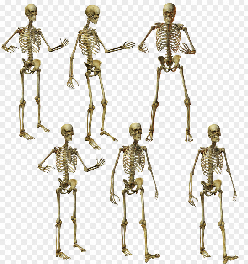 Skeleton Human Anatomy PNG