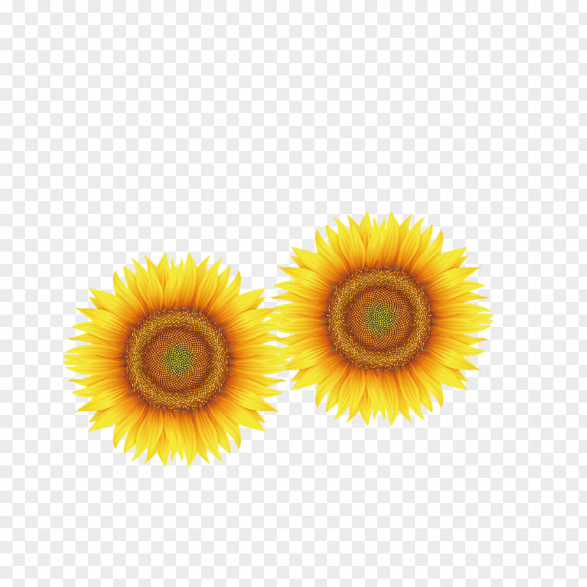 Sunflower Yellow Close-up Transvaal Daisy Petal Wallpaper PNG