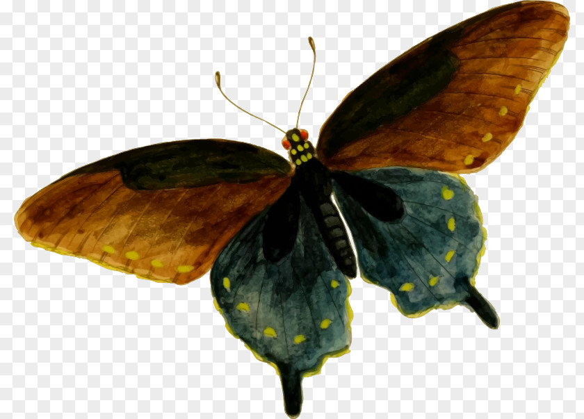 Butterfly Colias Battus Philenor Clip Art PNG