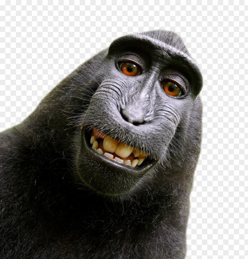 Funny Celebes Crested Macaque Monkey Selfie Photographer People For The Ethical Treatment Of Animals PNG