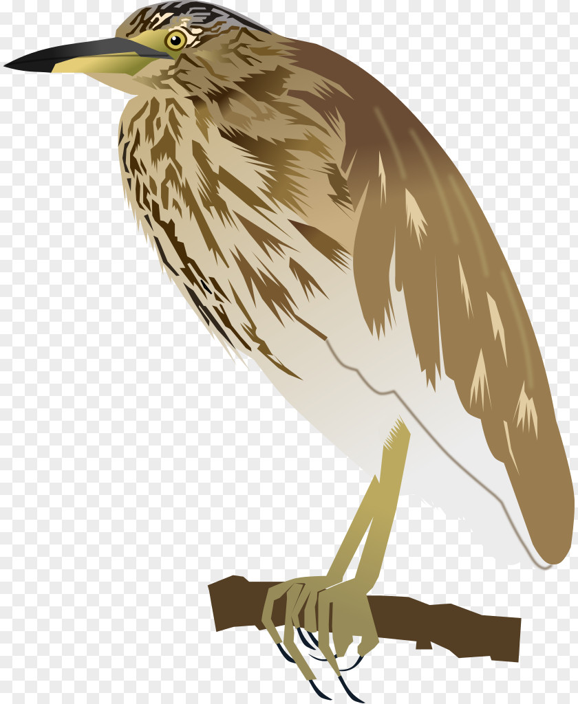 Pond Indian Heron Bird Green Feather PNG
