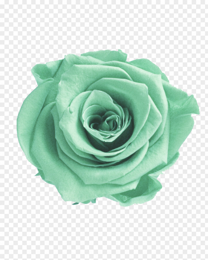 Roses Garden Green Flower Color PNG