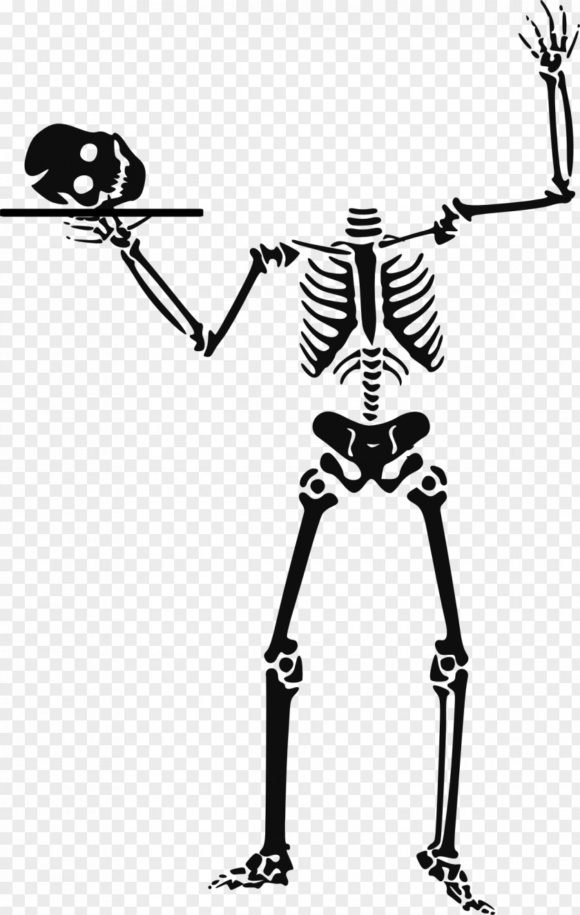 Skeletal Vector Human Skeleton Skull Clip Art PNG