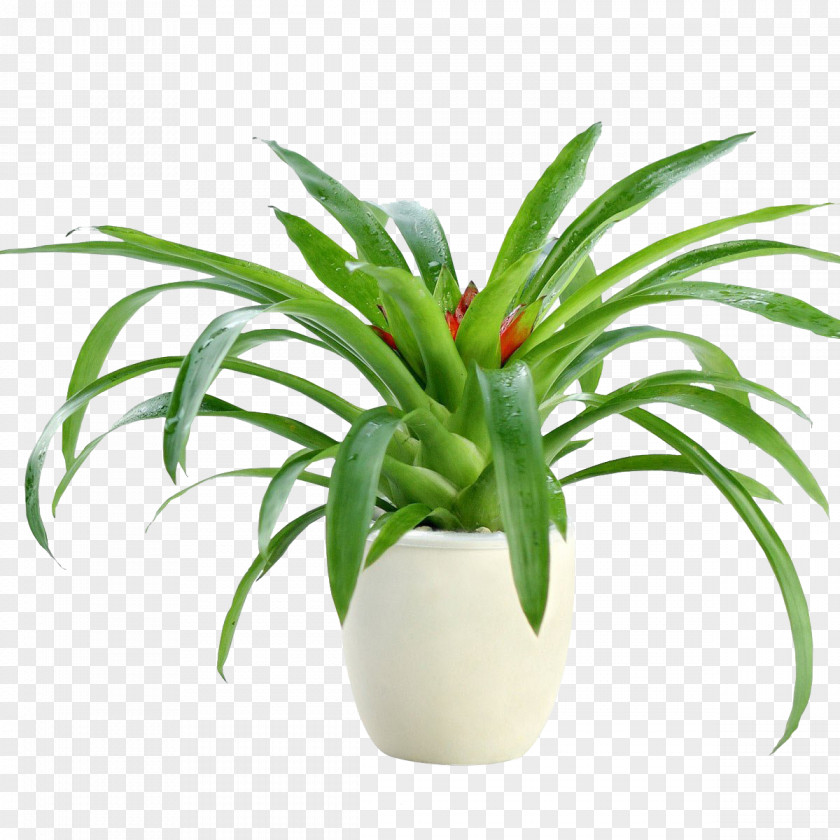 Tropical Flowers Gallery Yopriceville Flowerpot Image Photography Plants PNG