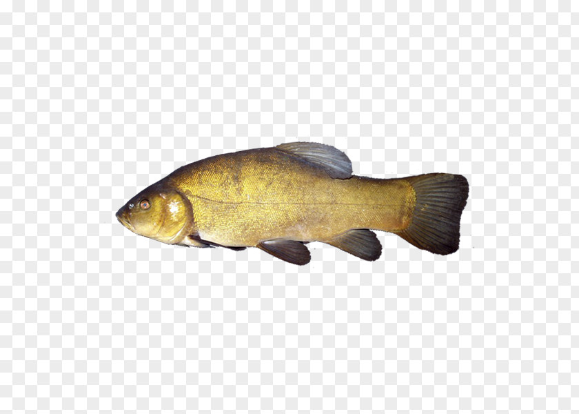Fish Goldfish Common Carp Tench PNG
