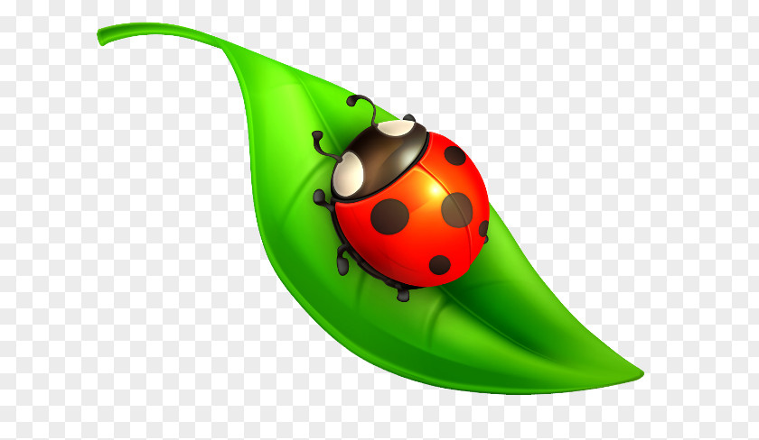 Insect Ladybird Beetle Clip Art Vector Graphics Image PNG