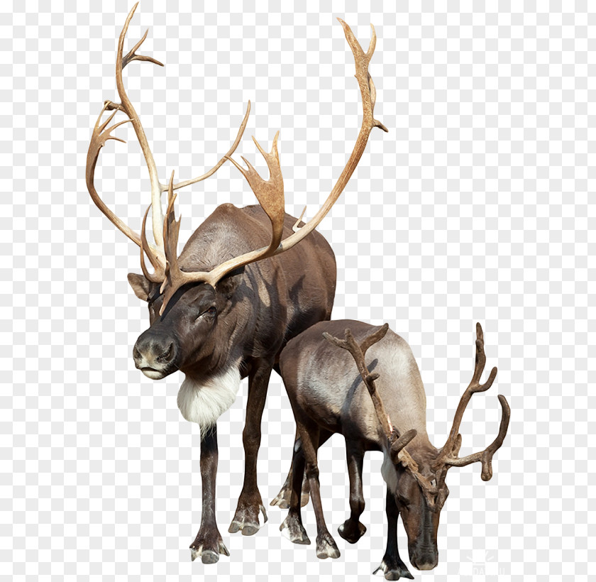 Reindeer Stock Photography PNG