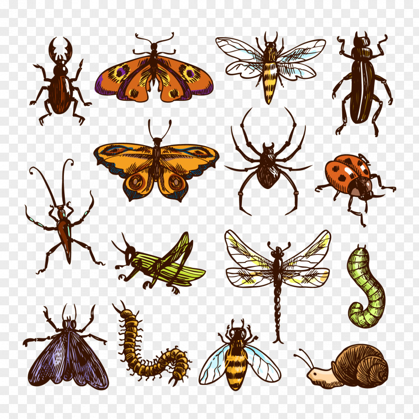 Vector Insects Insect Cockroach Royalty-free Clip Art PNG