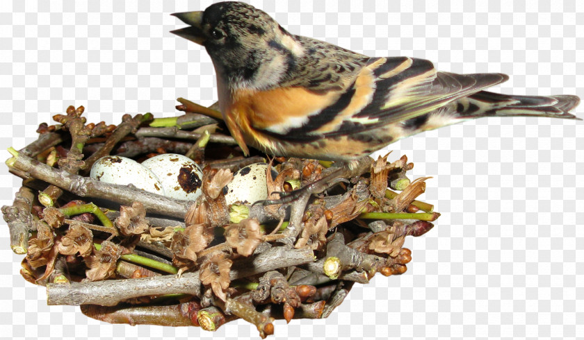 Bird Nest On Edible Birds Egg PNG