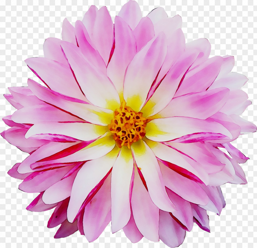 Dahlia Chrysanthemum Cut Flowers Pink M Annual Plant PNG