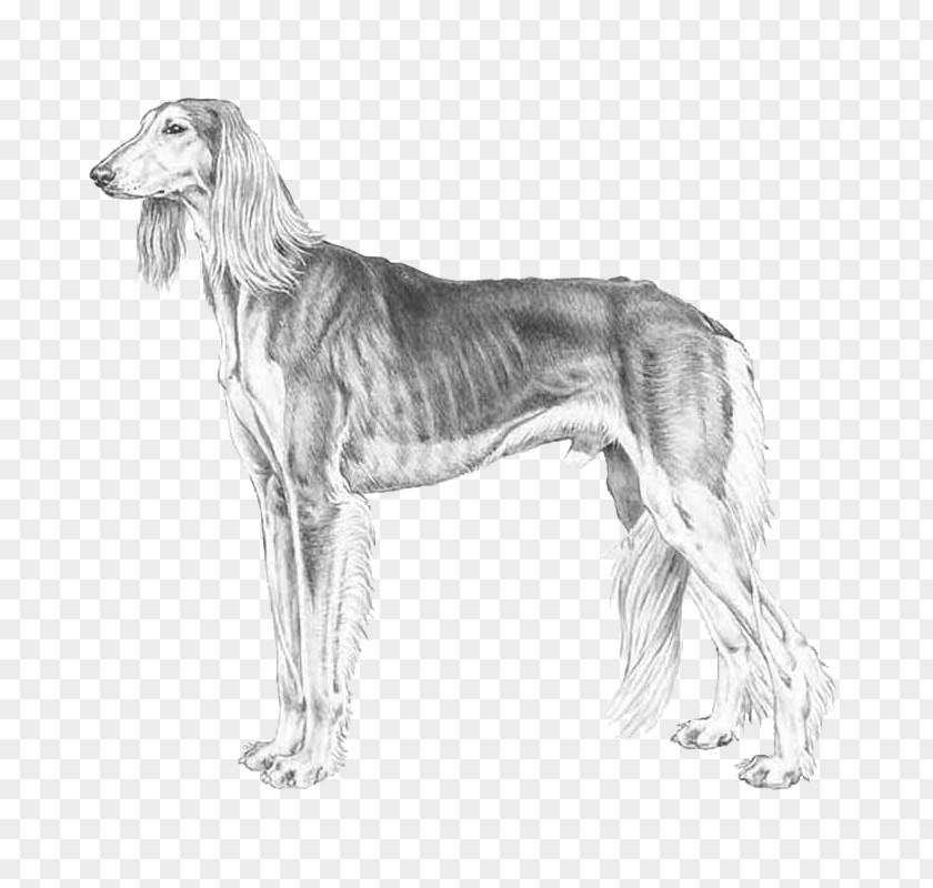 Scottish Deerhound Saluki Spanish Greyhound Sloughi Borzoi PNG