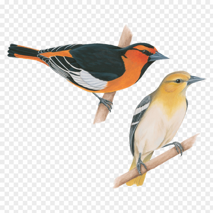 Celebrate Songbird Baltimore Oriole American Crow Old World PNG