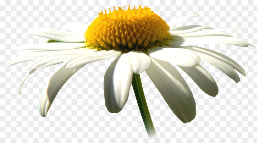 Chamomile Common Daisy Flower Family Clip Art PNG