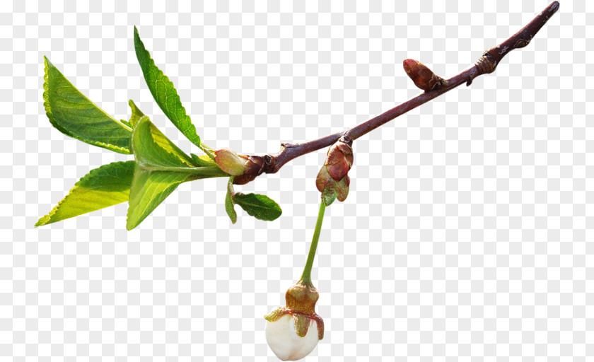 Flower Buds Clip Art Spring Image Photography PNG