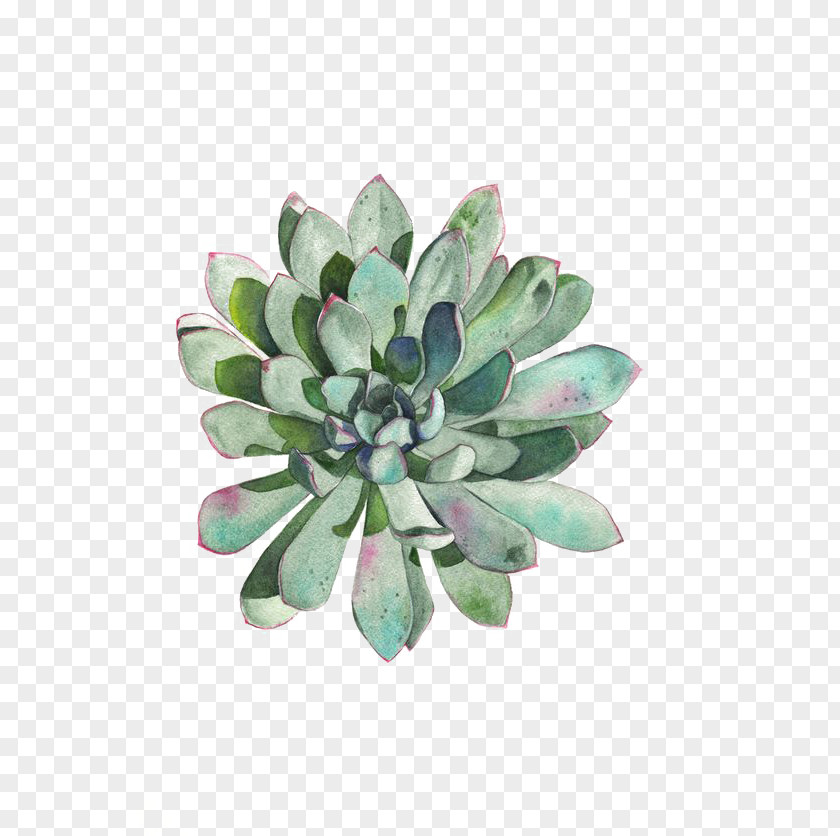 Succulent Plants Paper Plant Watercolor Painting Printmaking Drawing PNG