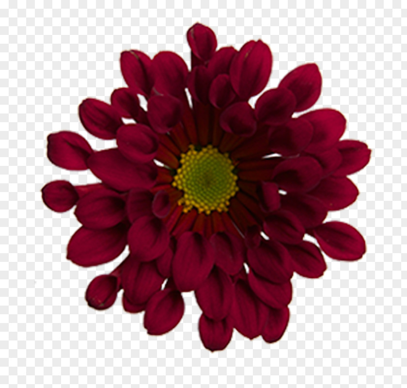 Chrysanthemum Transvaal Daisy Cut Flowers Dahlia Magenta PNG